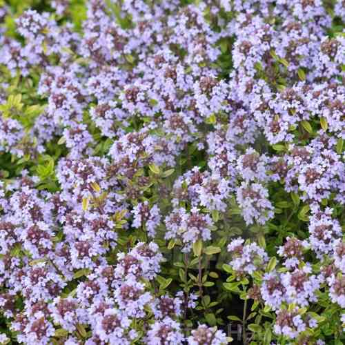 Thymus x citriodorus  'Bertram Anderson'