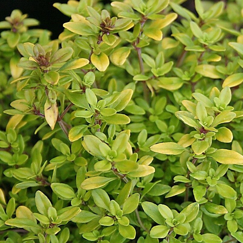 Thymus x citriodorus  'Bertram Anderson'