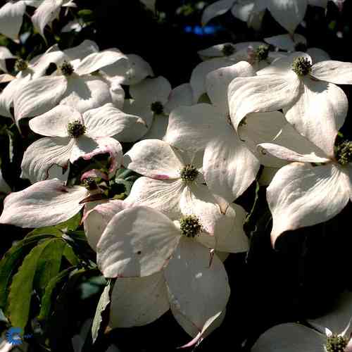 Liljakanukka 'Cappuccino'