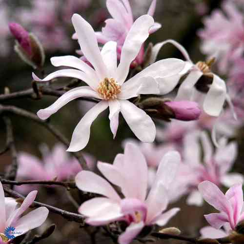 Magnolia x loebneri 'Leonard Messel'