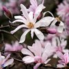 Tarhamagnolia 'Leonard Messel' 50-60 cm