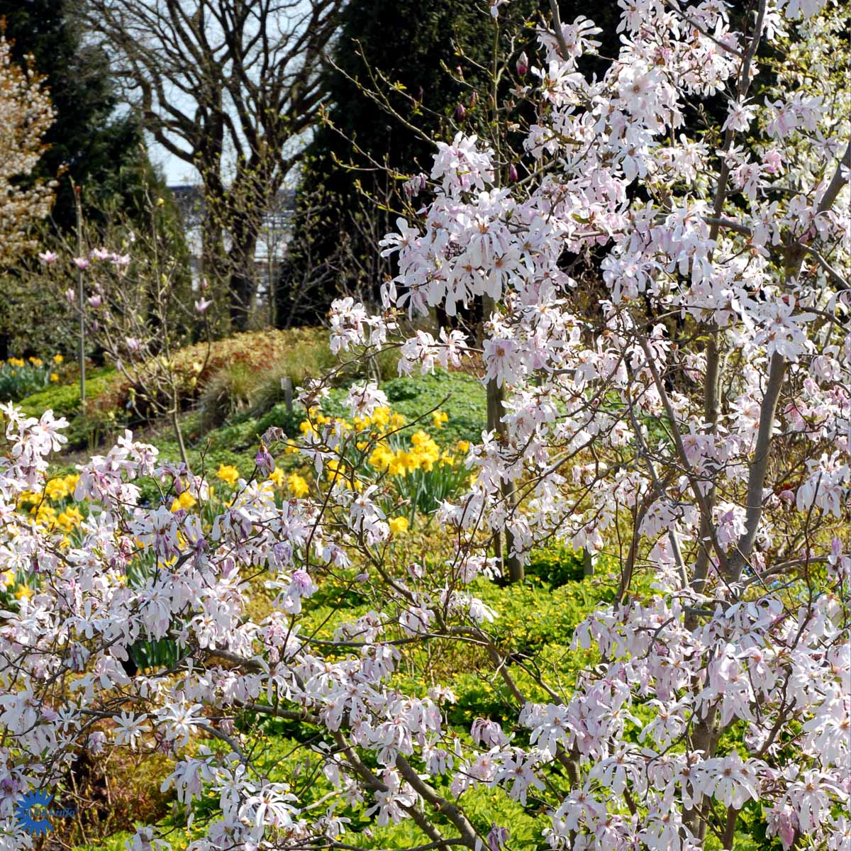 Magnolia x loebneri 'Leonard Messel'