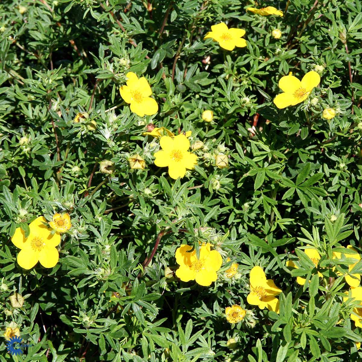Pensashanhikki 'Goldfinger'