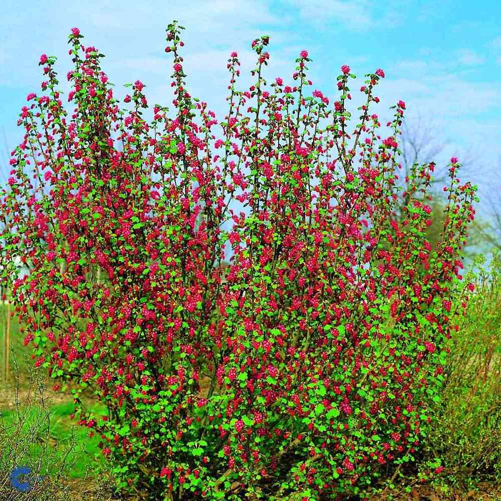 Ruusuherukka 'Koja'