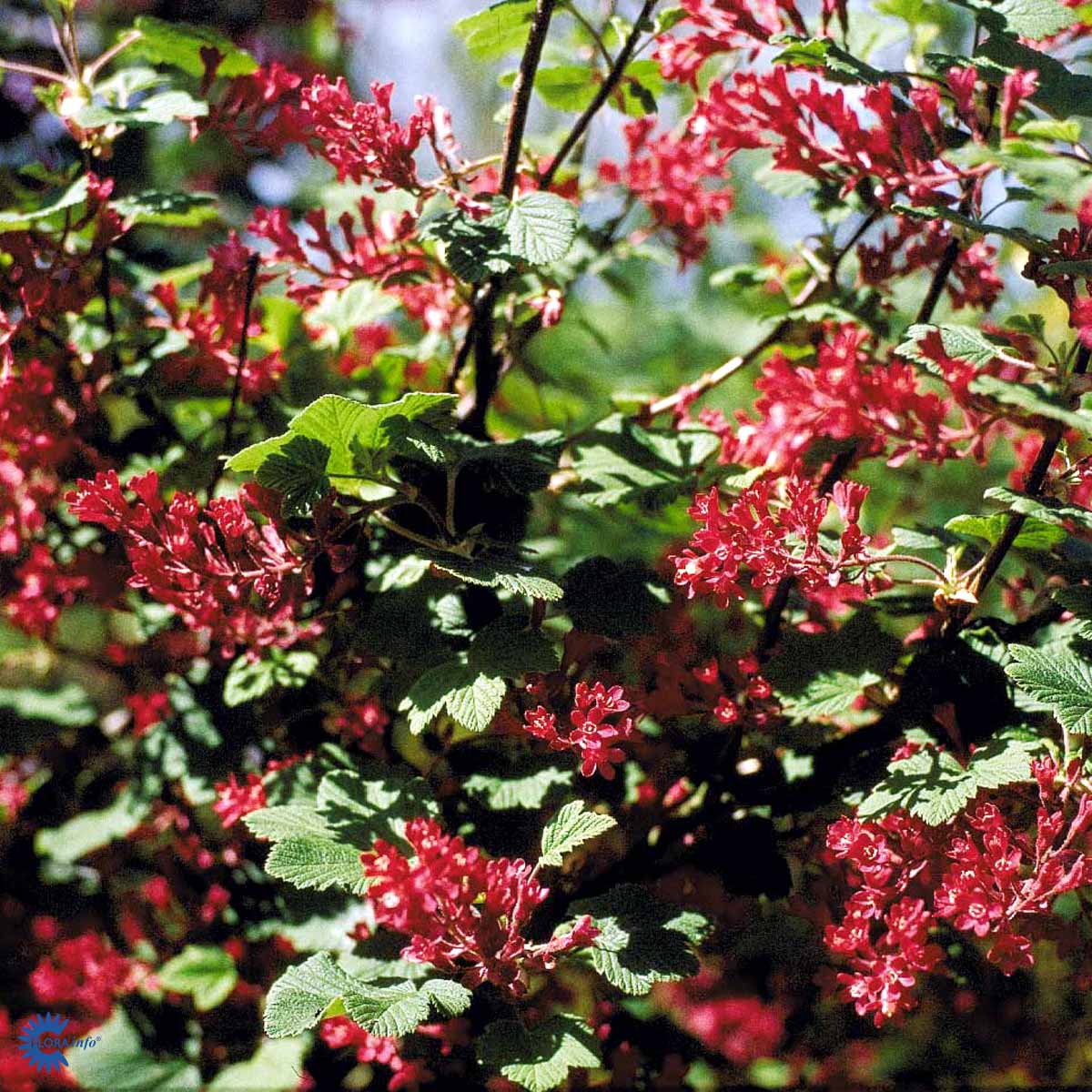 Ruusuherukka 'Koja'