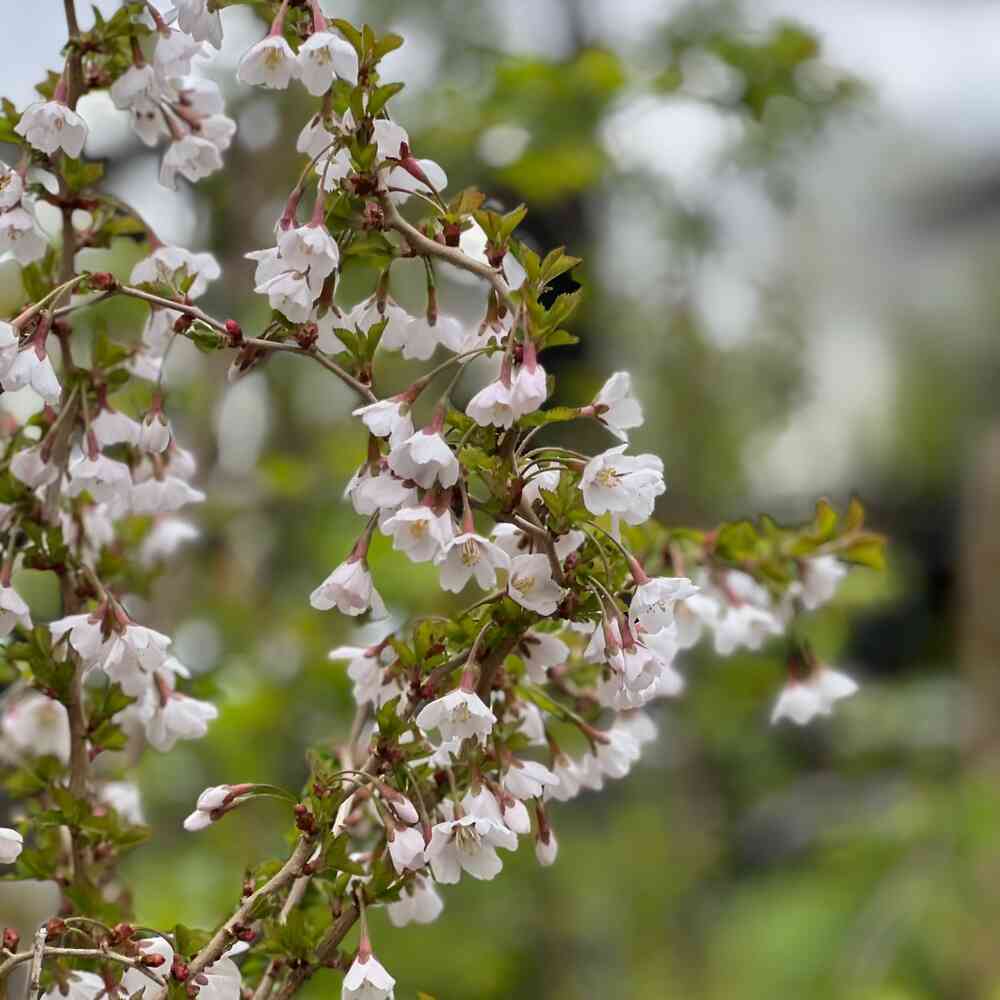 Japaninkääpiökirsikka 'Kojou-no-mai'