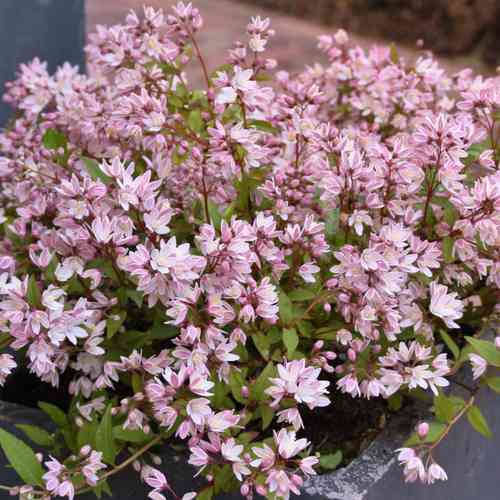 Deutzia 'NCDX2' Yuki Cherry Blossom™