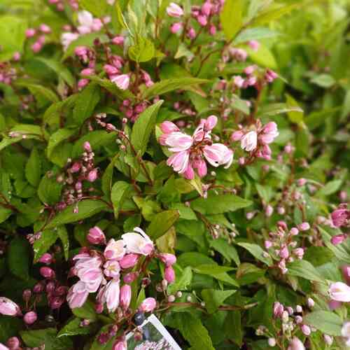 Deutzia 'NCDX2' Yuki Cherry Blossom™