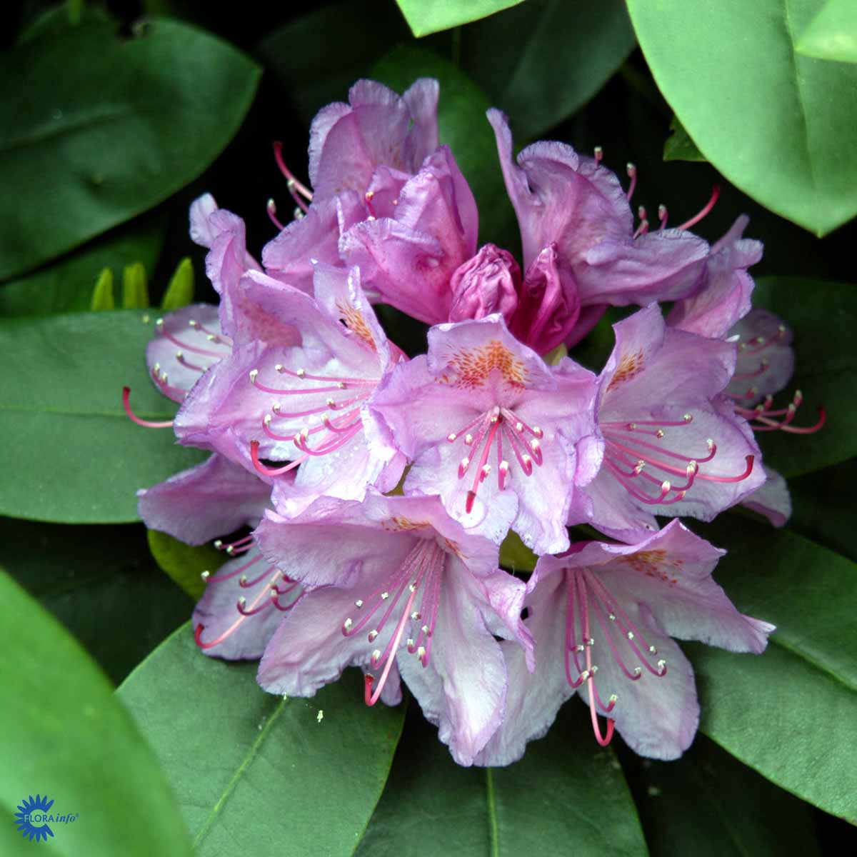Rhododendron 'Catawbiense Grandiflorum'