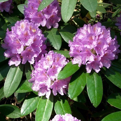 Rhododendron 'Catawbiense Grandiflorum'