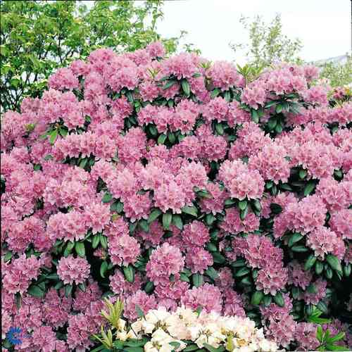 Puistoalppiruusu 'Catawbiense Grandiflorum' 40-60