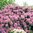 Puistoalppiruusu 'Catawbiense Grandiflorum' 50-60