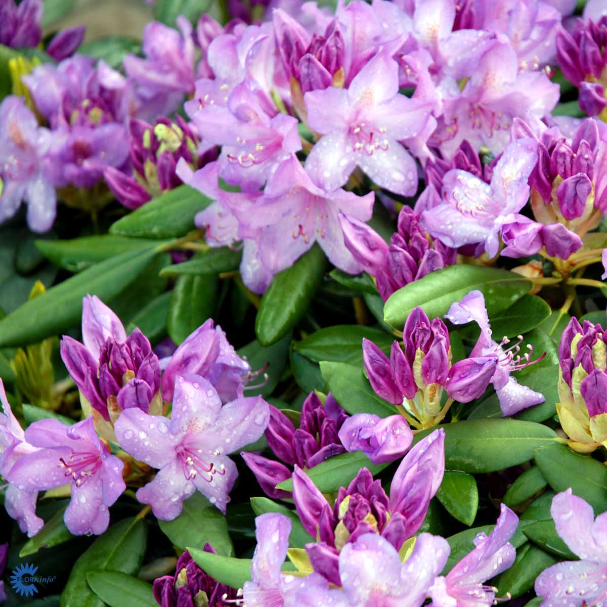Puistoalppiruusu 'Catawbiense Grandiflorum' 40-60