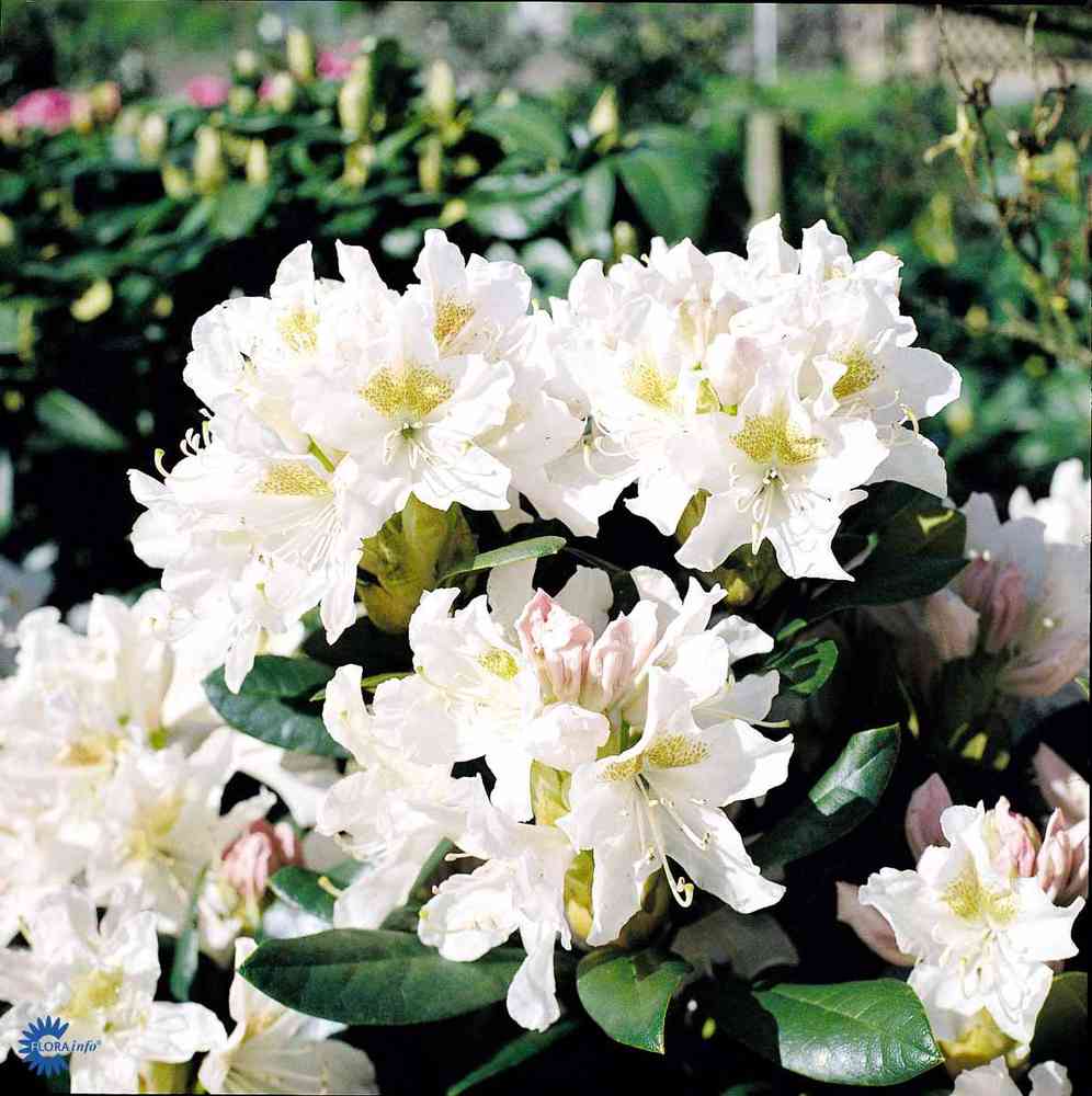 Valkoalppiruusu 'Cunninghams White' 30-40