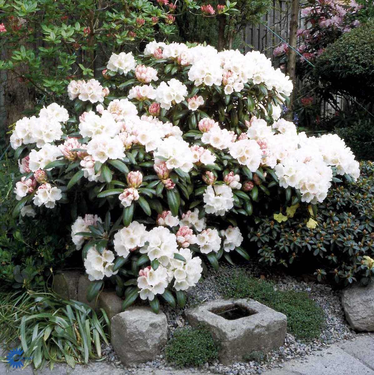 Rhododendron 'Koichiro Wada'