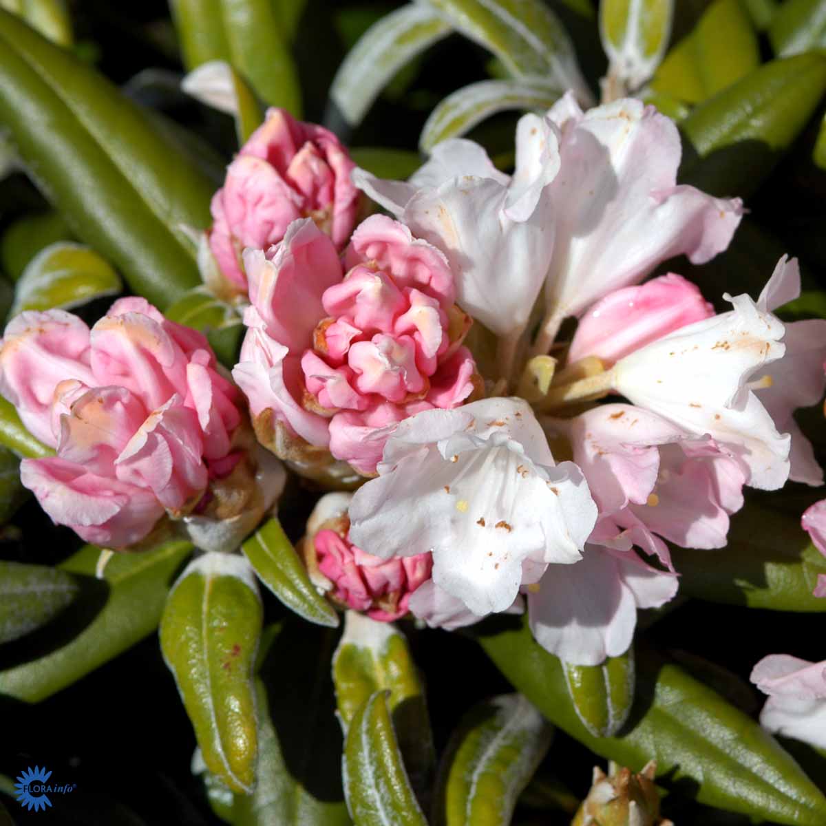 Rhododendron 'Koichiro Wada'