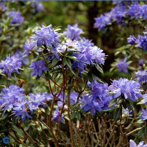 Rhododendron russatum 'Gletschernacht'