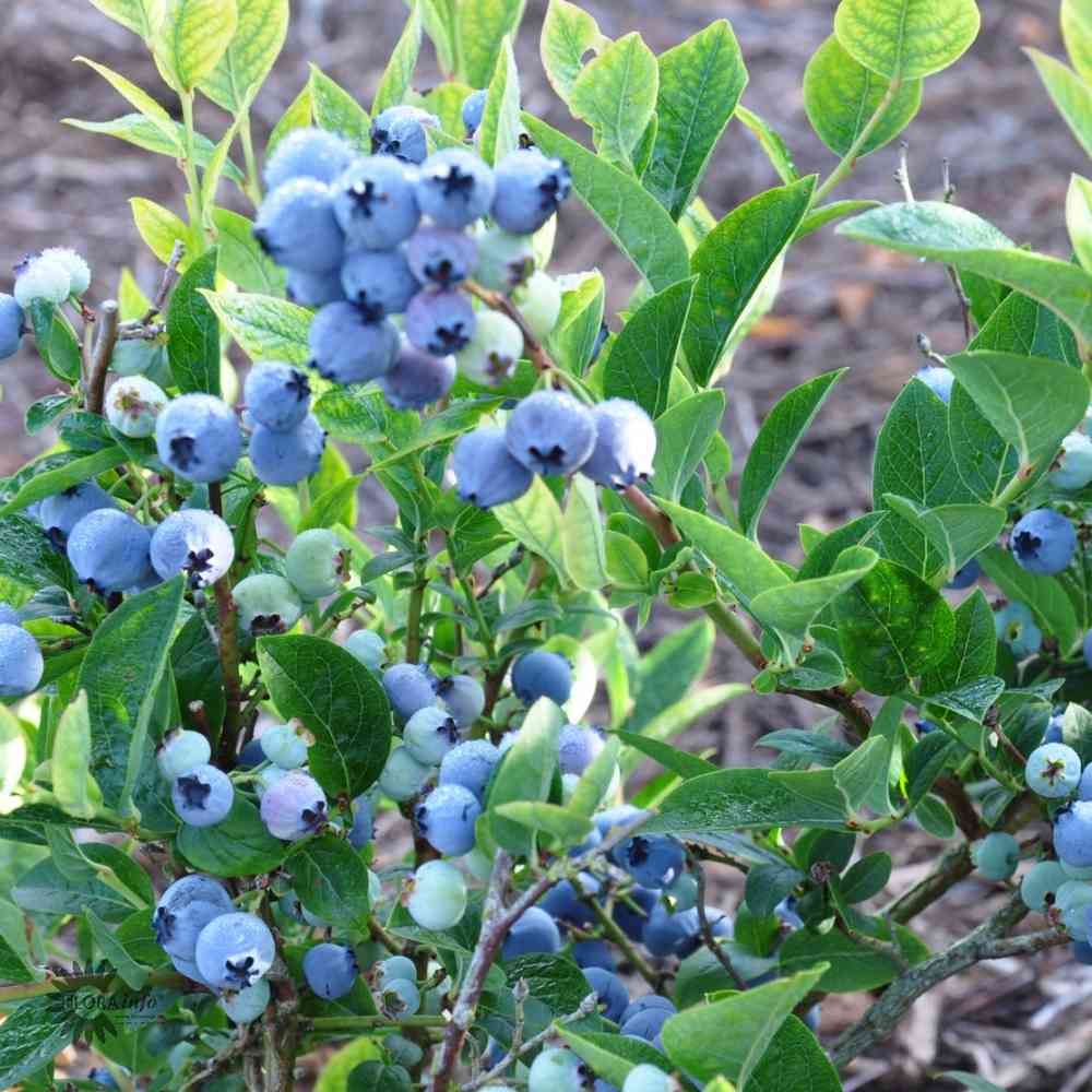 Vaccinium corymbosum 'Hortblue Petite'
