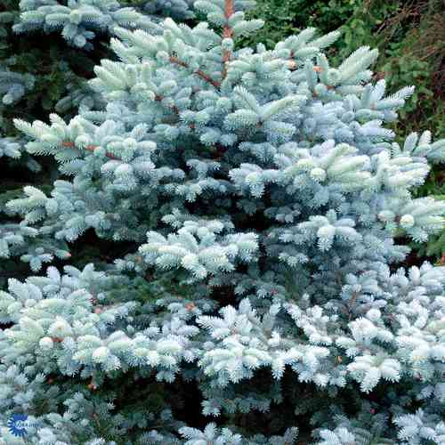 Picea pungens 'Glauca Globosa'