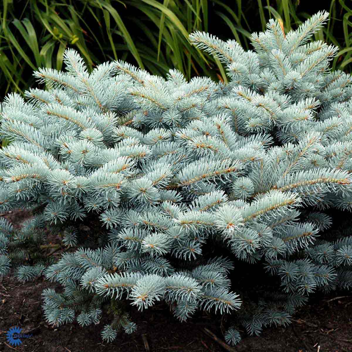 Picea pungens 'Glauca Globosa'