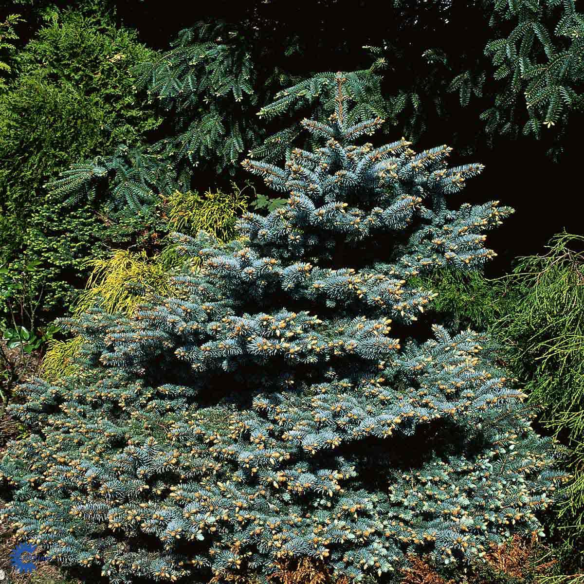 Picea pungens 'Glauca Globosa'