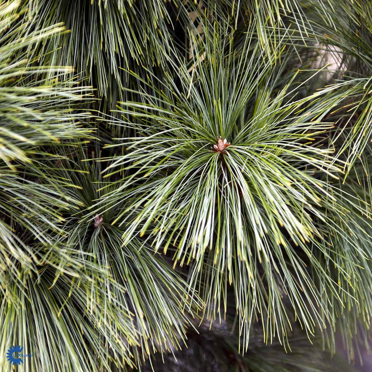 PINUS X SCHWERINII 'WIETHORST'