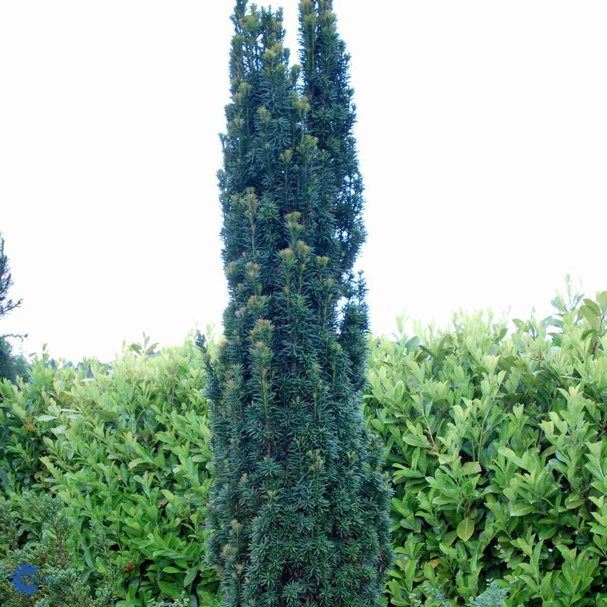 Pylväsmarjakuusi 'Fastigiata Robusta'