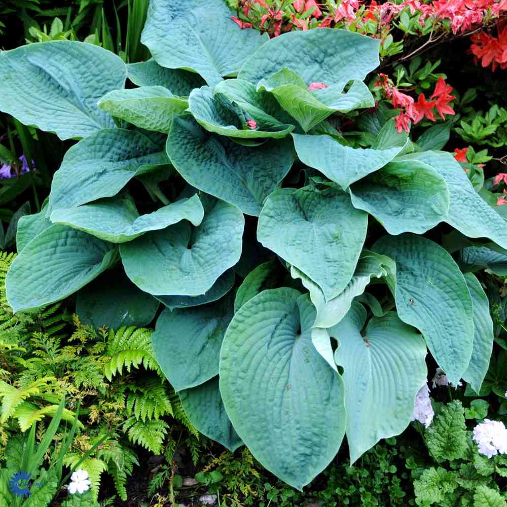  Hosta sieboldiana 'Big Daddy'