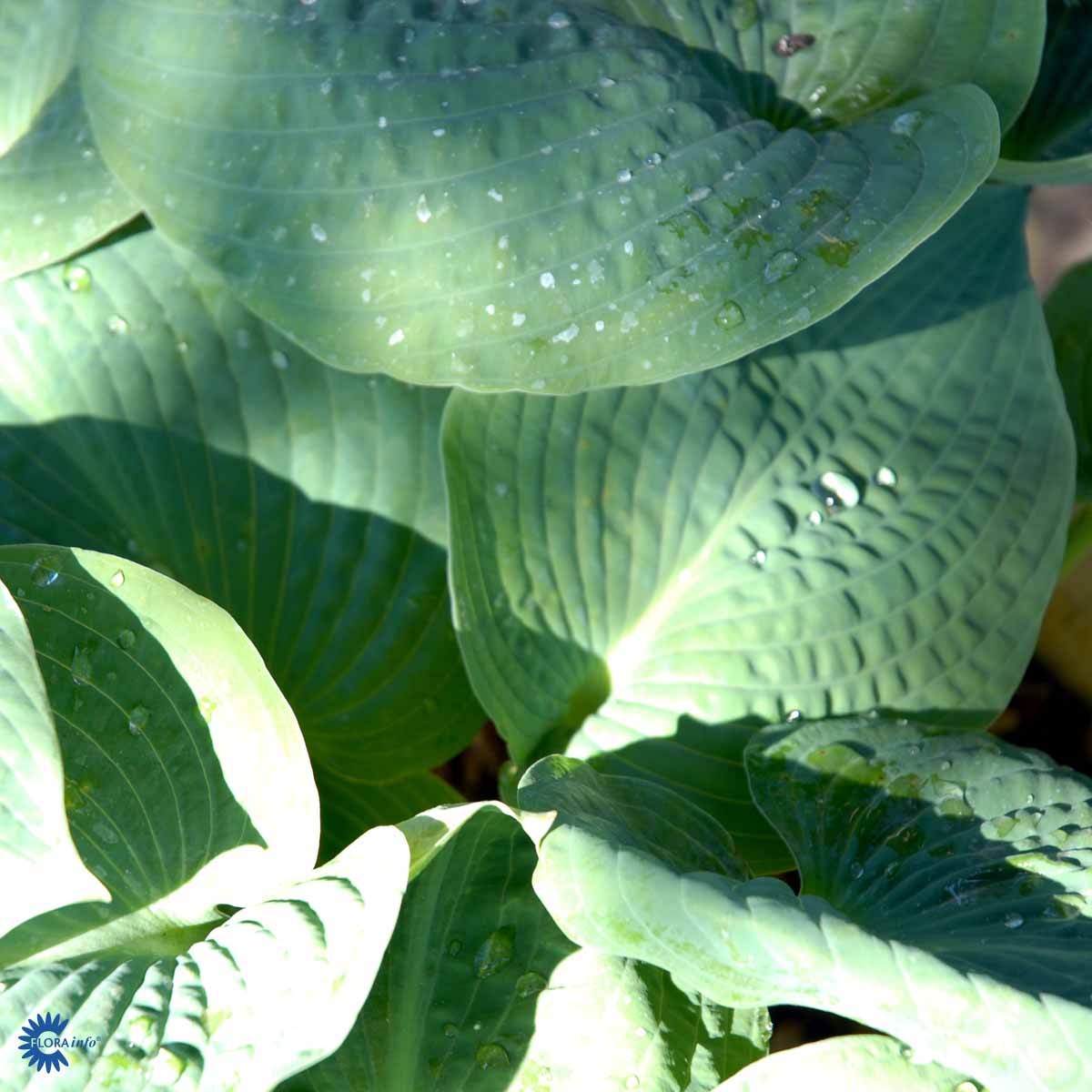  Hosta sieboldiana 'Big Daddy'