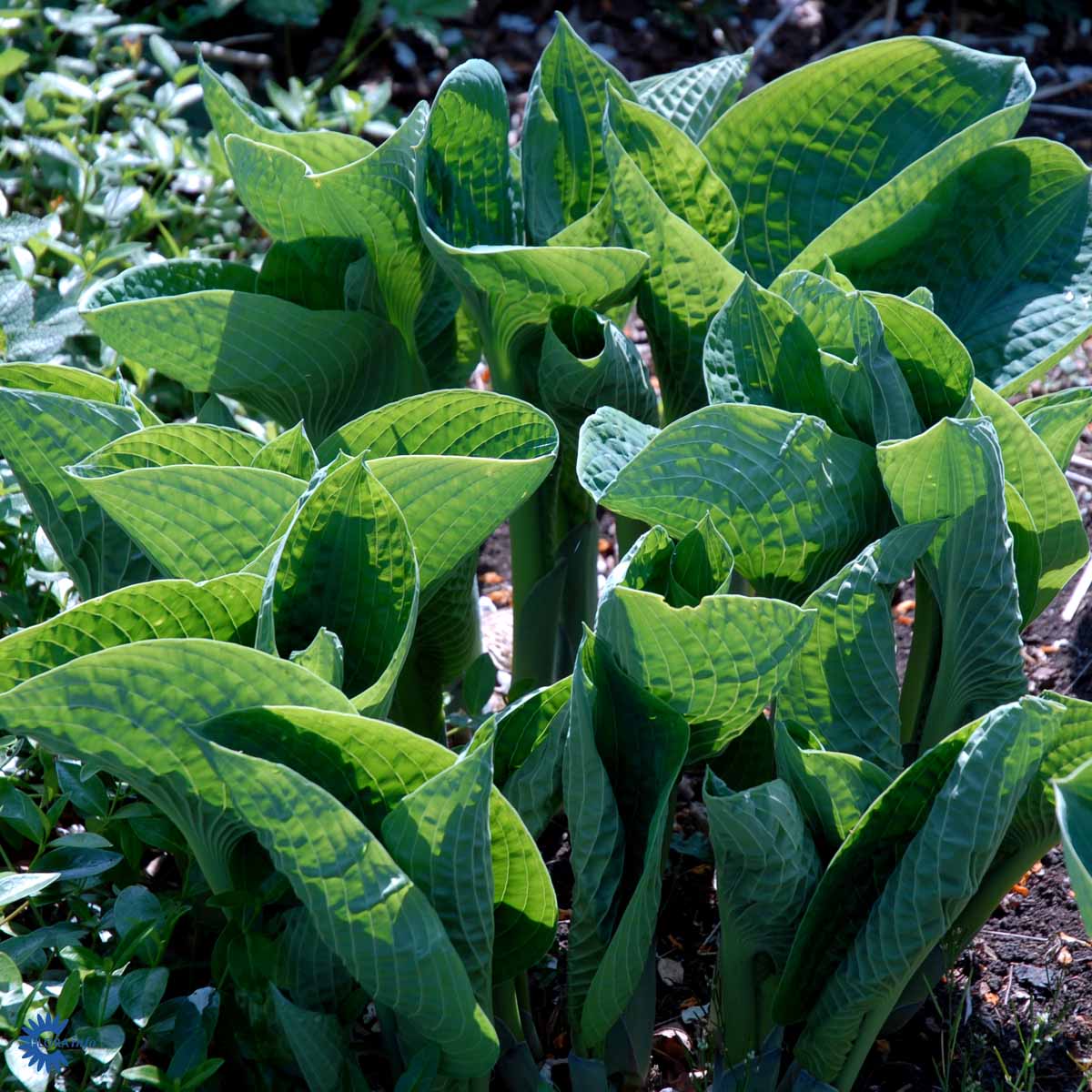  Hosta sieboldiana 'Big Daddy'