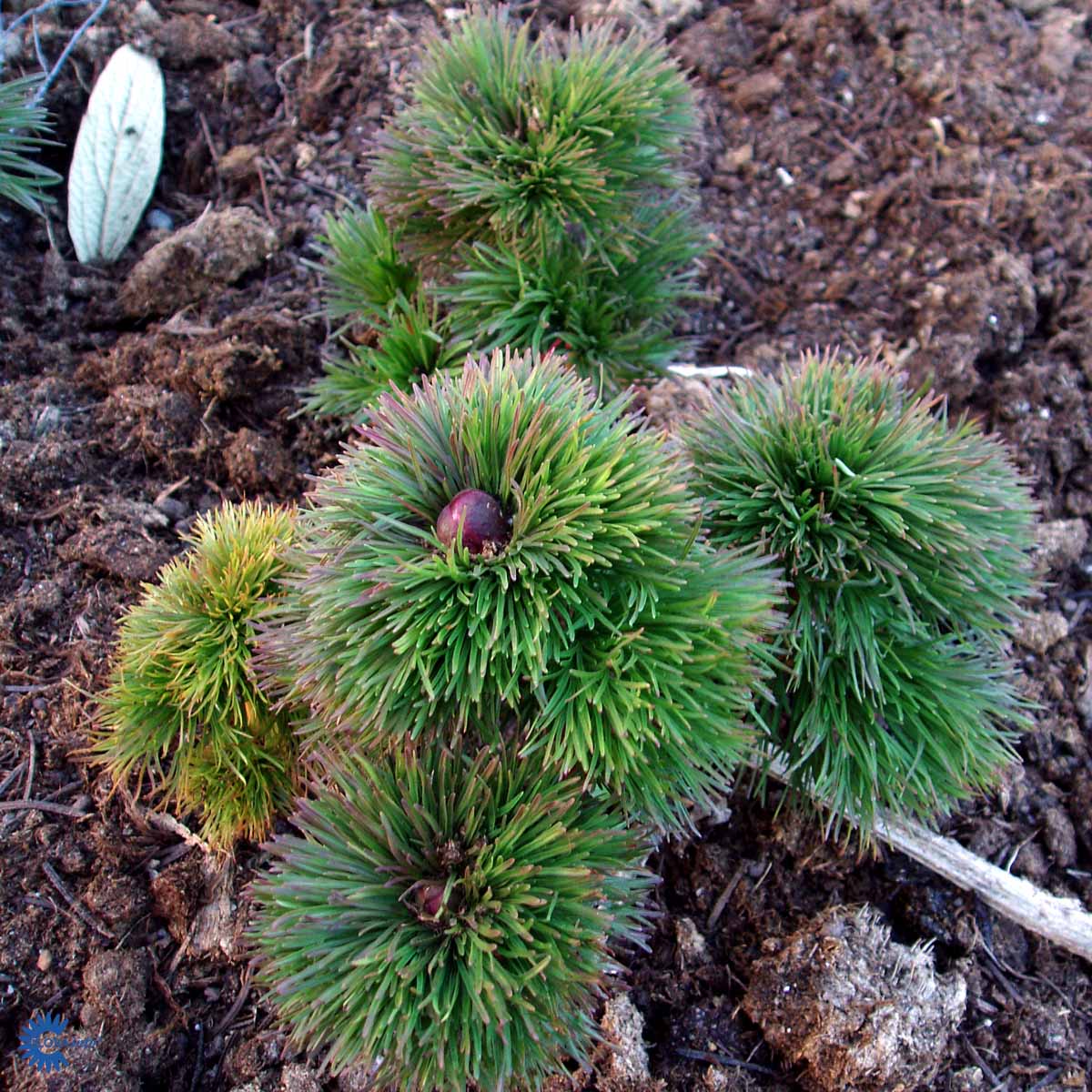 Tillipioni 'Plena'