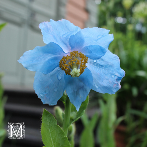 Meconopsis x shieldonii 'Lingholm'