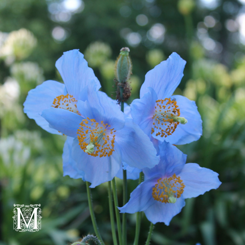Meconopsis x shieldonii 'Lingholm'