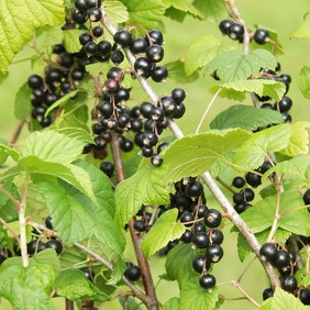 Ribes nigrum