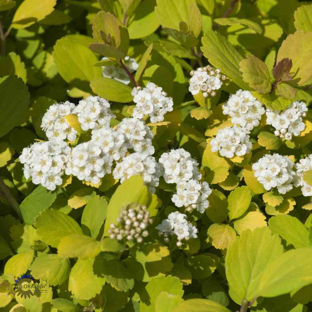 Keltakoivuangervo 'Tor Gold'