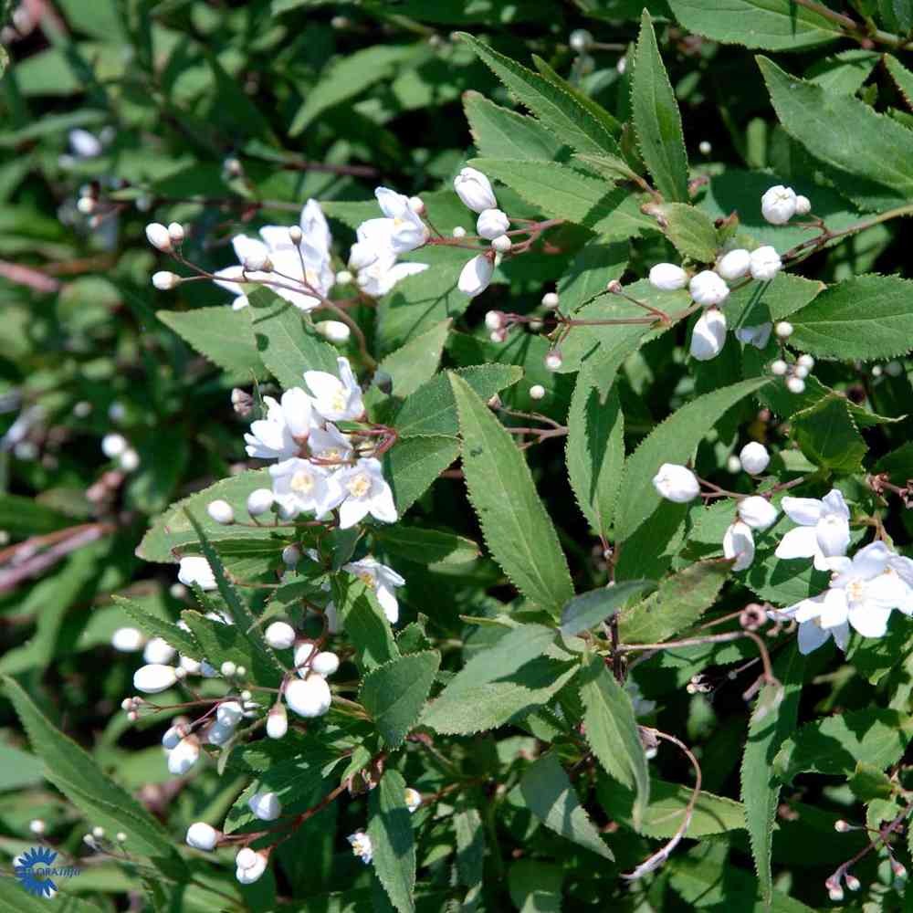  Deutzia gracilis 'Nikko'