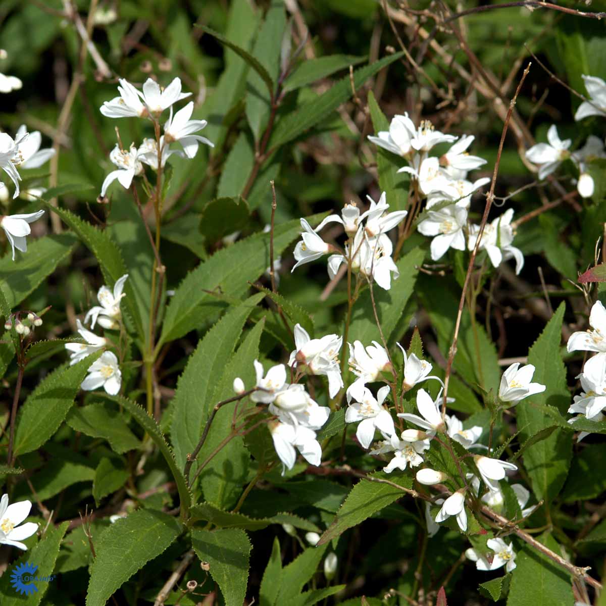  Deutzia gracilis 'Nikko'