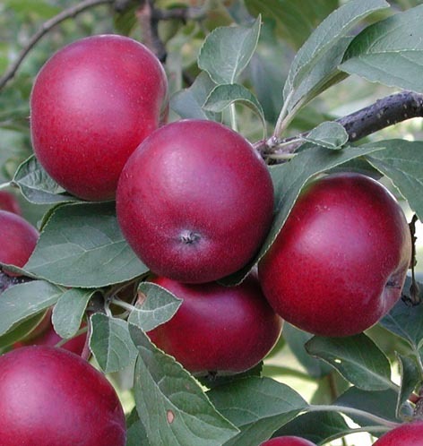 Hillittykasvuinen omenapuu 'Petteri'