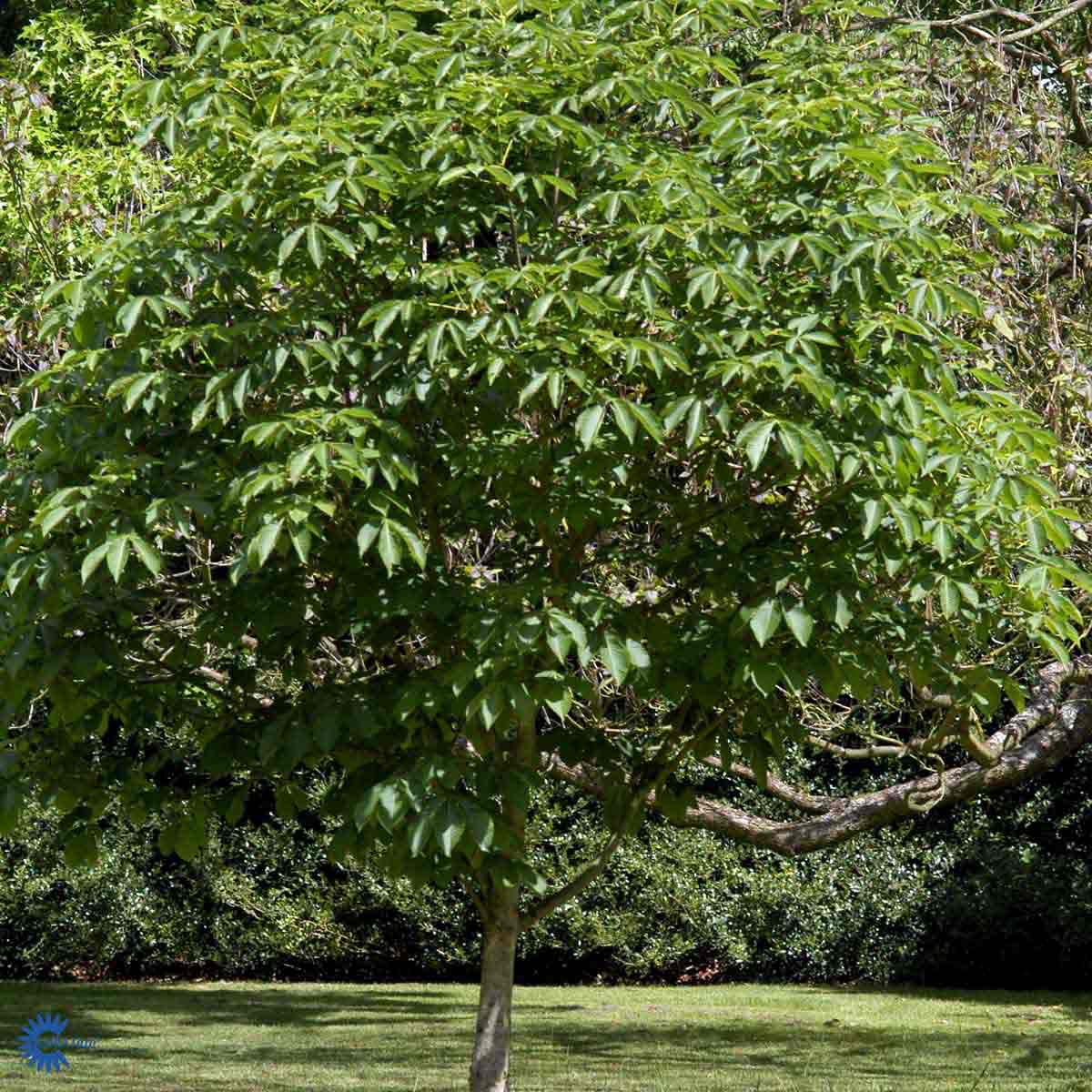  Aesculus hippocastanum