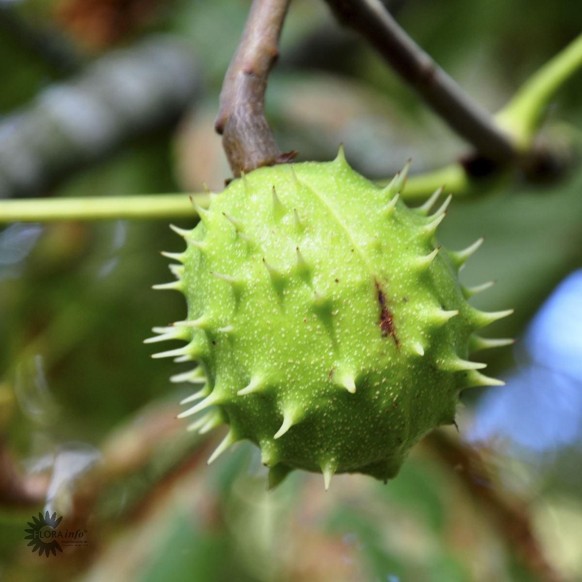  Aesculus hippocastanum