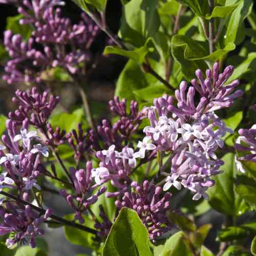 Syringa meyeri 'Palibin'