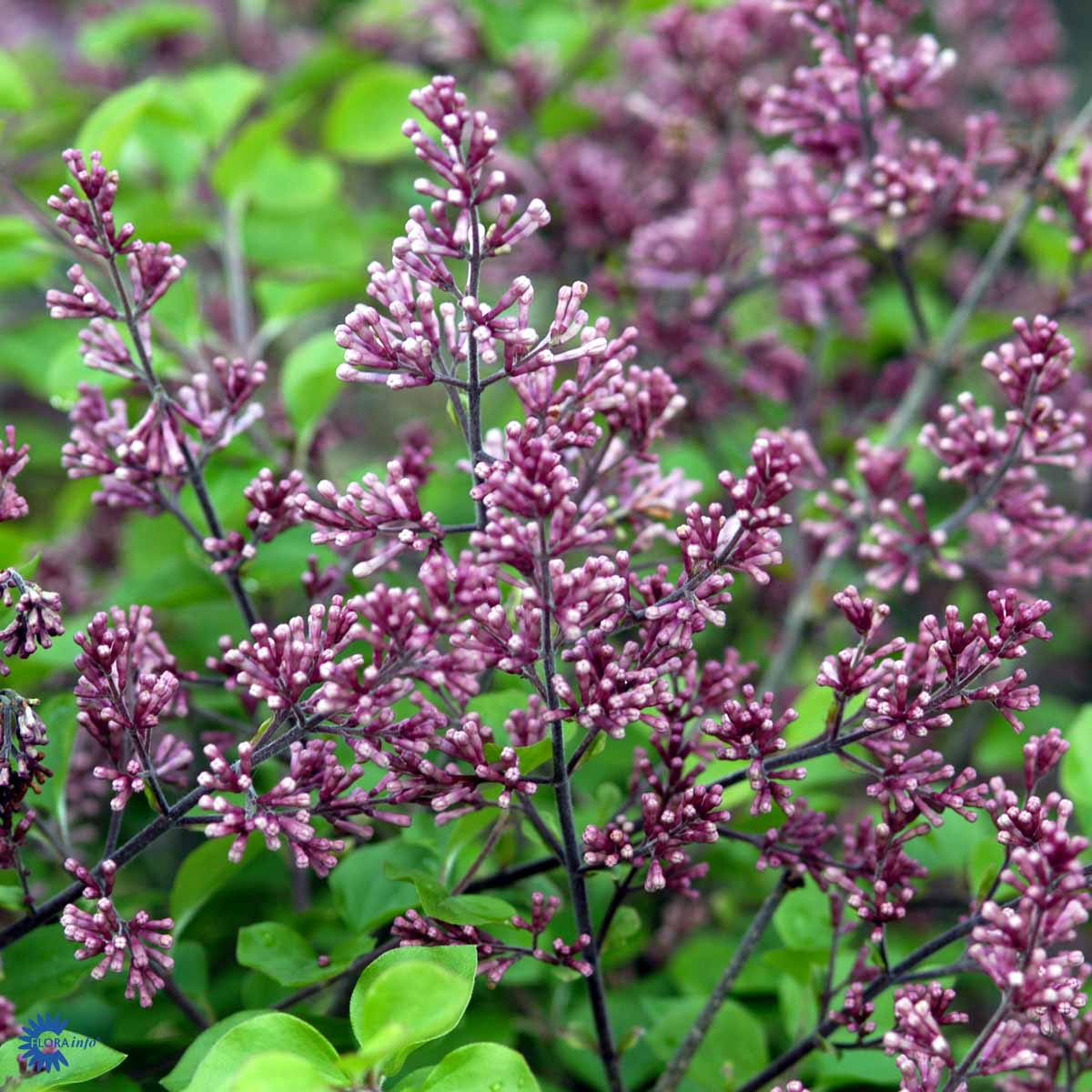 Syringa meyeri 'Palibin'