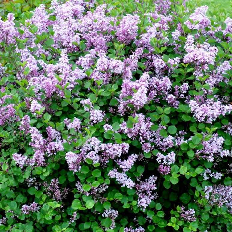 Syringa meyeri 'Palibin'