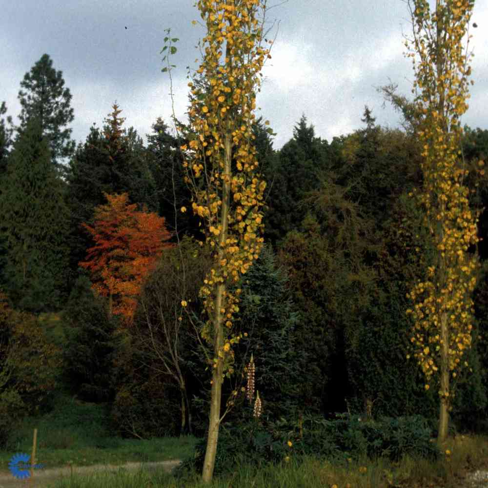 INEFA Bandes attrape-feuilles gouttières protection des feuilles NW 100-150  (Ø100-160mm) 100 cm, 1 pièce marron : : Bricolage