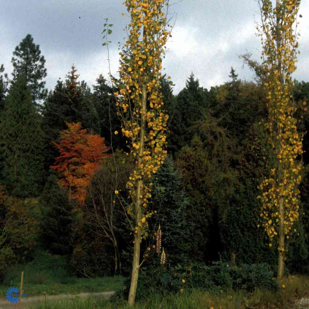Populus tremula 'Erecta'