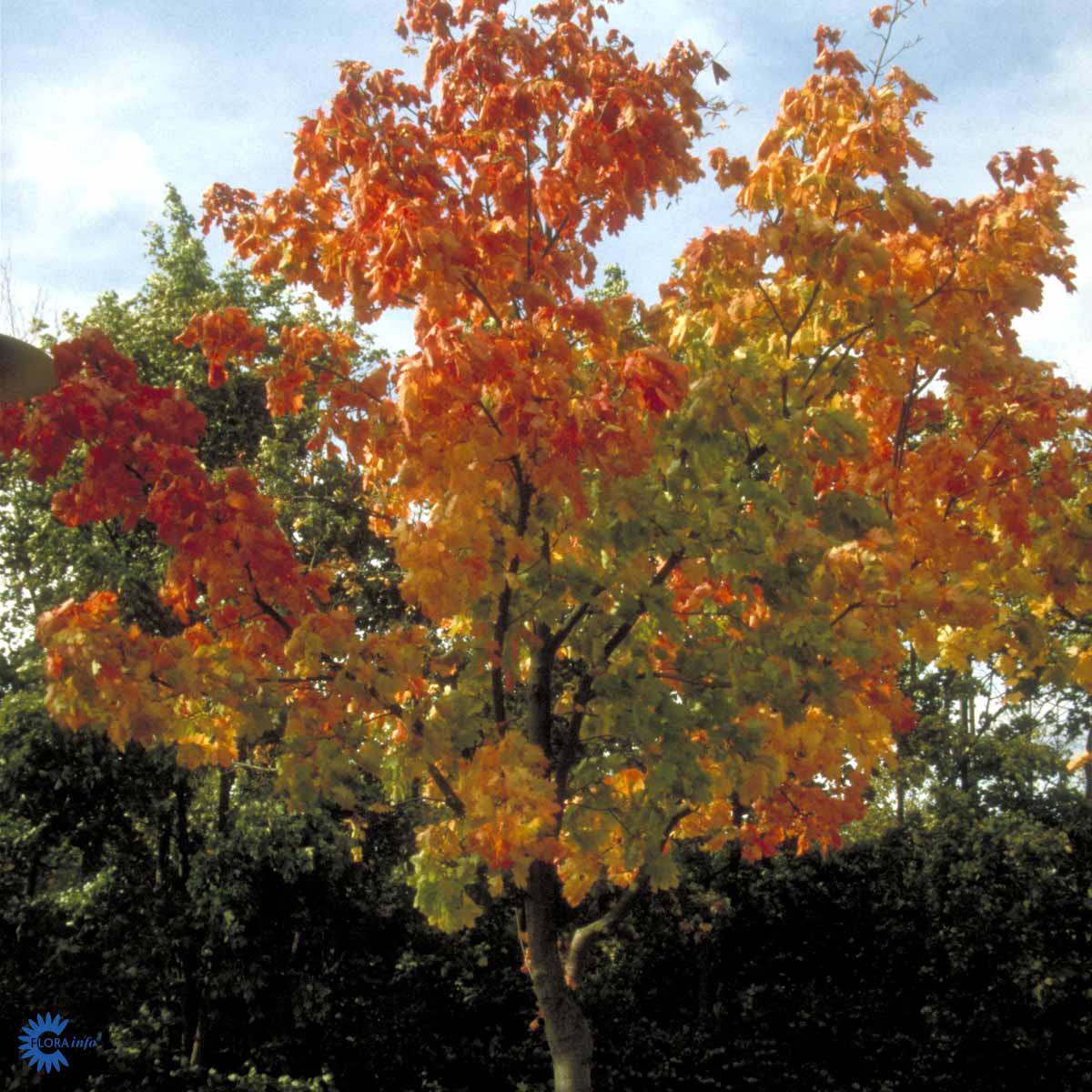 Metsävaahtera