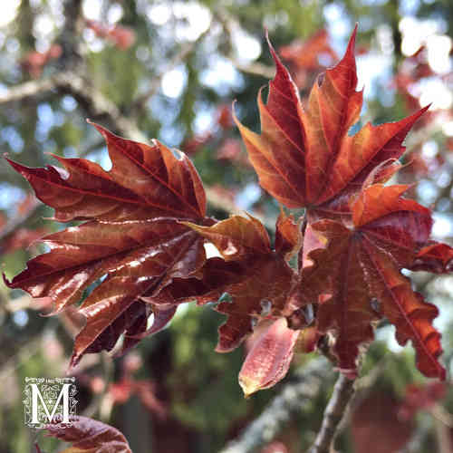 Hurmevaahtera 'Royal Red'