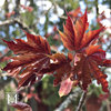 Hurmevaahtera 'Royal Red'