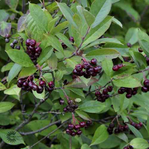 Aitataimi koristearonia 