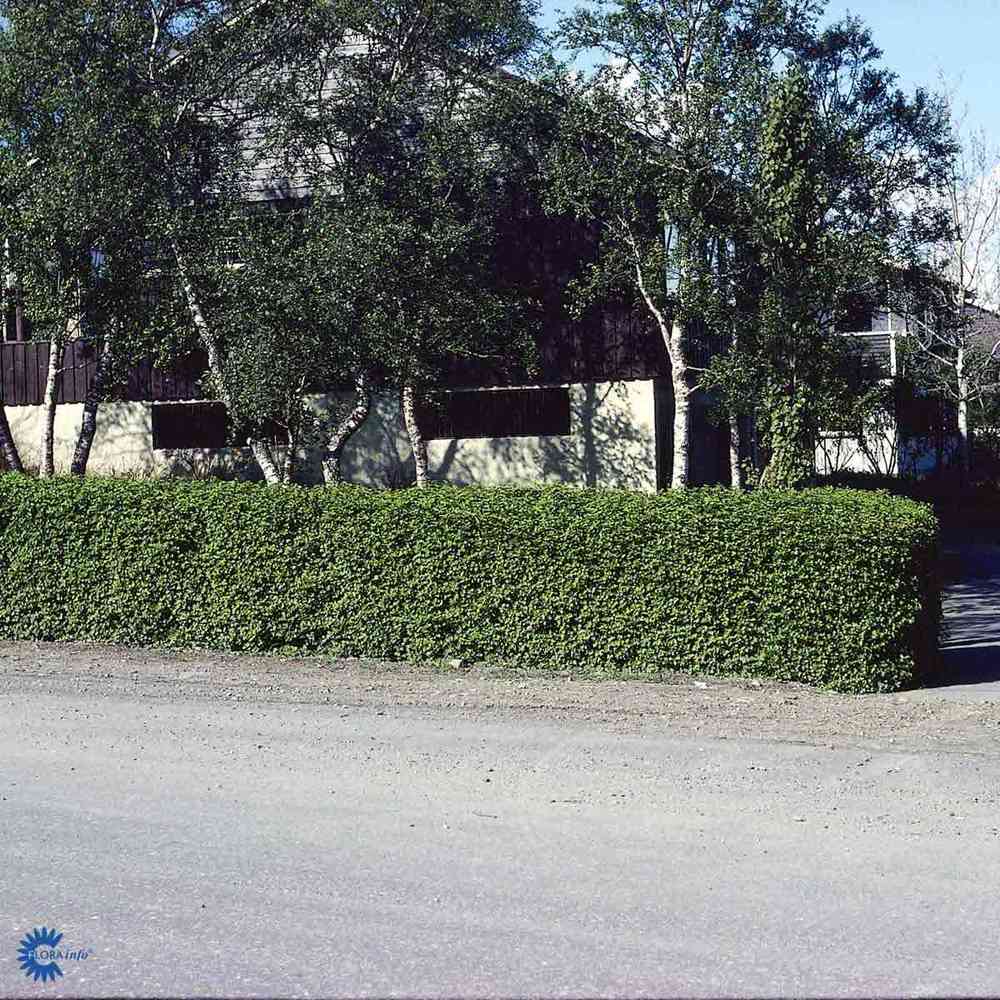 Aitataimi taikinamarja